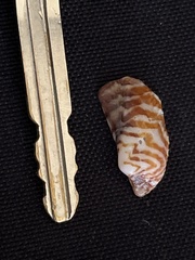 Arca pacifica