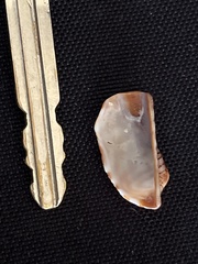 Arca pacifica