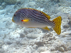 Plectorhinchus lineatus