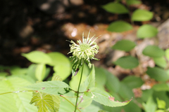 Monarda clinopodia