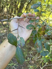 Crataegus spathulata