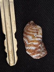 Arca pacifica