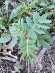Senna hebecarpa