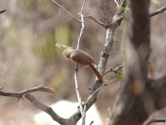 Cranioleuca pyrrhophia