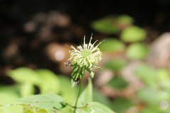 Monarda clinopodia