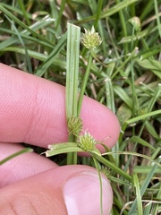 Cyperus brevifolius