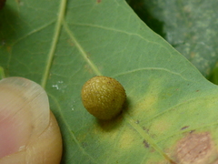 Acraspis pezomachoides