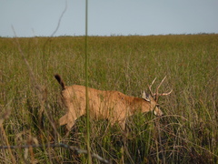 Blastocerus dichotomus