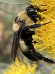 Bombus fraternus