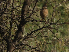 Coryphistera alaudina
