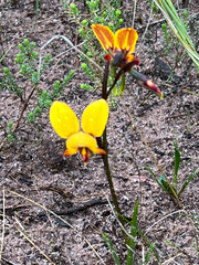 Diuris corymbosa