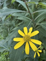 Rudbeckia laciniata