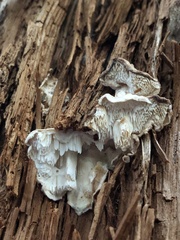 Neoantrodia serialis