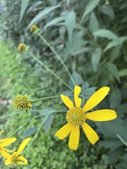Rudbeckia laciniata