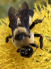 Bombus fraternus