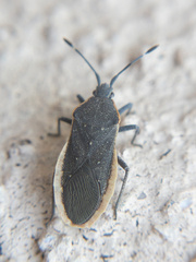 Catorhintha