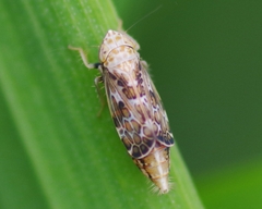 Errastunus ocellaris