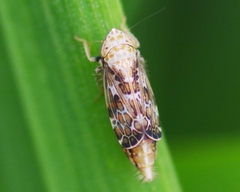 Errastunus ocellaris