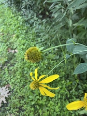 Rudbeckia laciniata