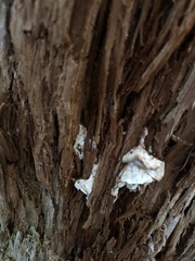 Neoantrodia serialis