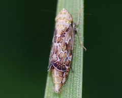 Errastunus ocellaris