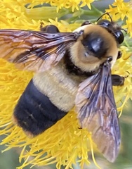 Bombus fraternus