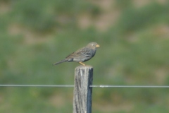 Rhopospina carbonaria