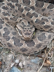 Bothrops ammodytoides