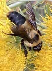 Bombus fraternus