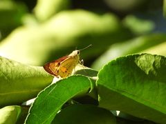 Cephrenes trichopepla