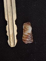 Arca pacifica