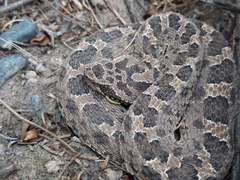 Bothrops ammodytoides