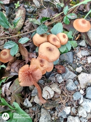 Laccaria laccata