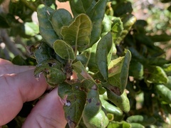 Quercus agrifolia