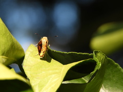 Cephrenes trichopepla