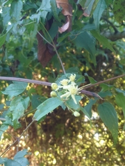 Clematis peterae lishanensis