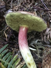 Boletus smithii