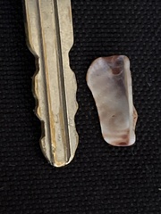 Arca pacifica