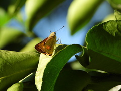 Cephrenes trichopepla