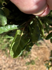 Quercus agrifolia