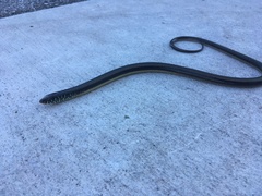 Ophisaurus ventralis