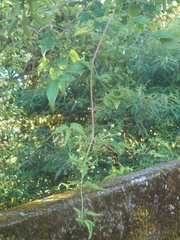 Clematis peterae lishanensis