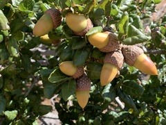 Quercus agrifolia