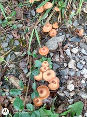 Laccaria laccata