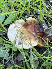Ganoderma polychromum