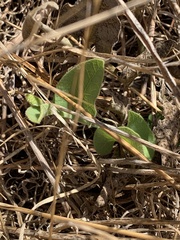 Aristolochia californica