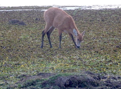 Blastocerus dichotomus