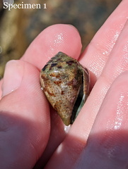 Conus coronatus