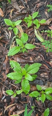 Phytolacca octandra
