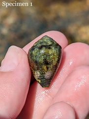 Conus coronatus
